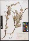 Foto von Salix wilhelmsiana M. Bieb.